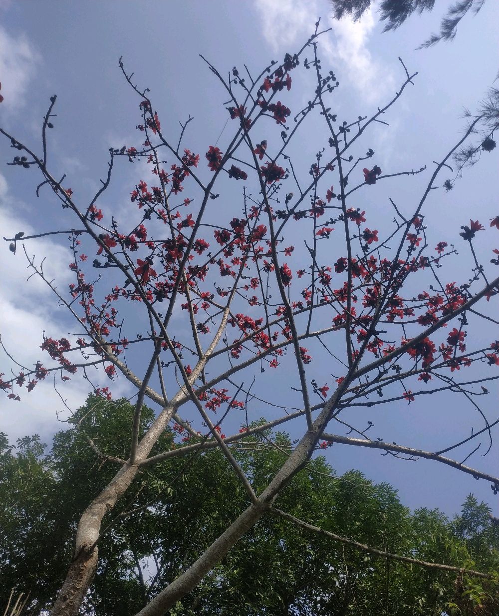 木棉树下木棉花 立春过后好风光