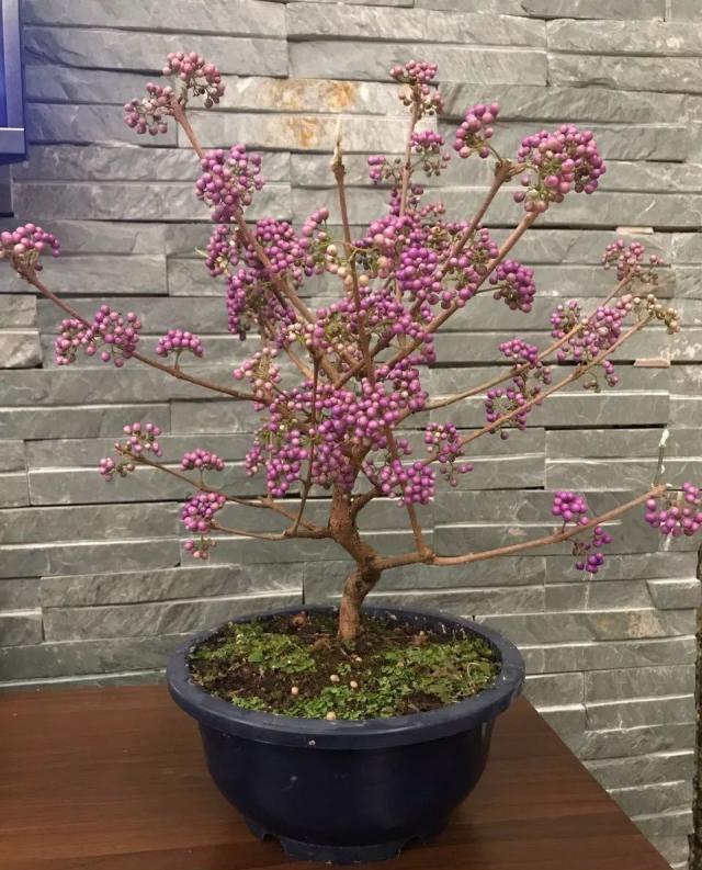 花草看腻了?推荐六种观果盆栽硕果累累