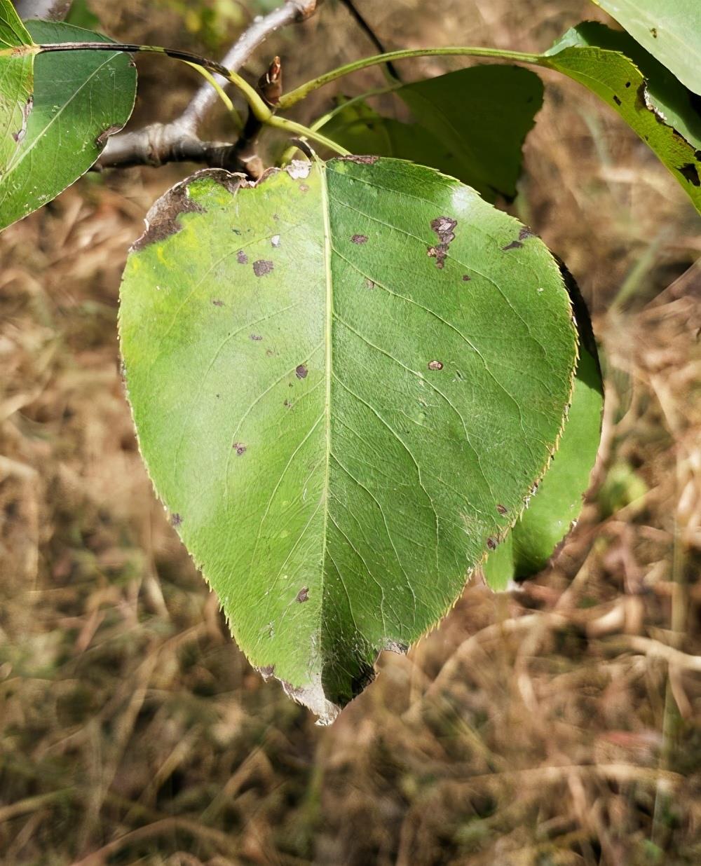 1/ 3梨树黑斑病是梨树种植过程中的重要病害之一,主要危害叶,果,在