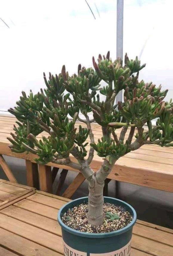 吸财树,玉树,要用松针土养,定期修剪嫩枝,老桩长到手臂粗__财经头条