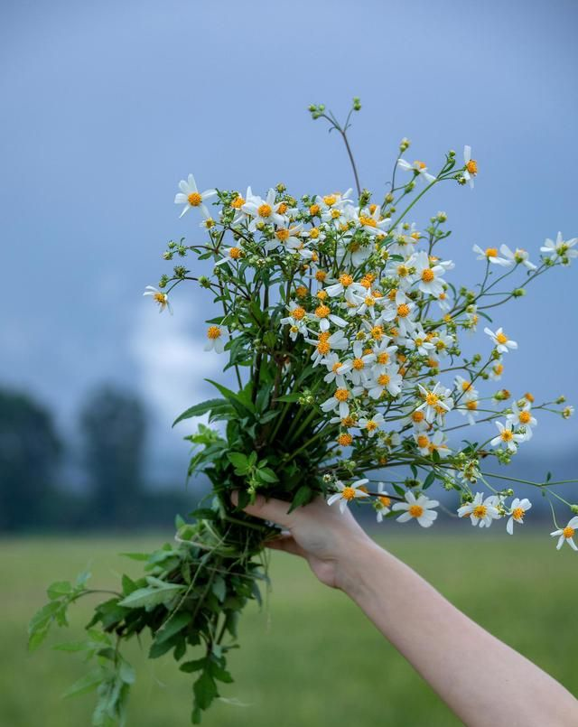 唯美清新的句子积极阳光带来一天的好心情