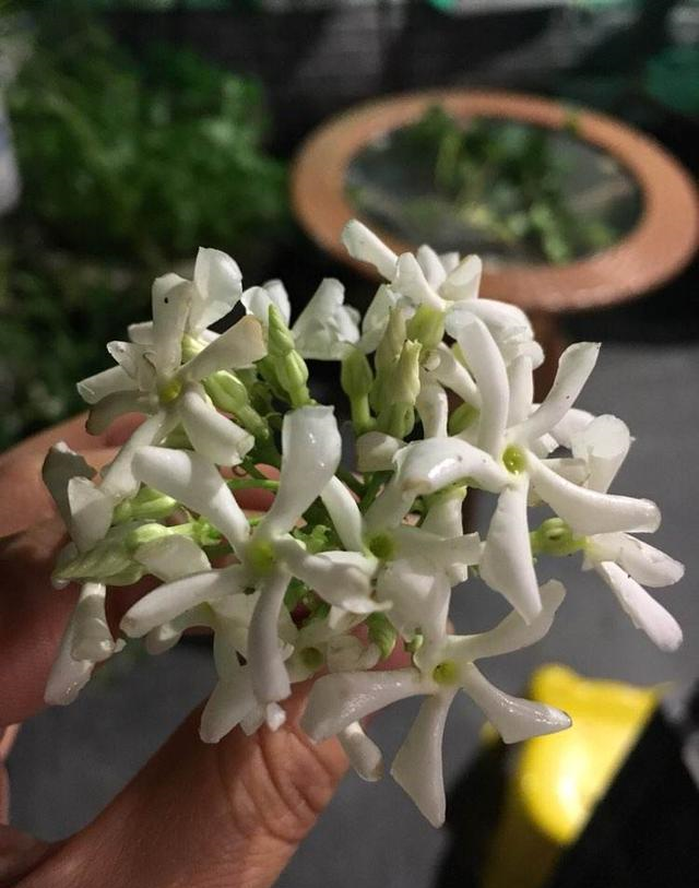 想让风车茉莉花开满墙 早春要做好3件事 生长快 花量大 想让风车茉莉花开满墙 早春要做好3件事 生长快 花量大