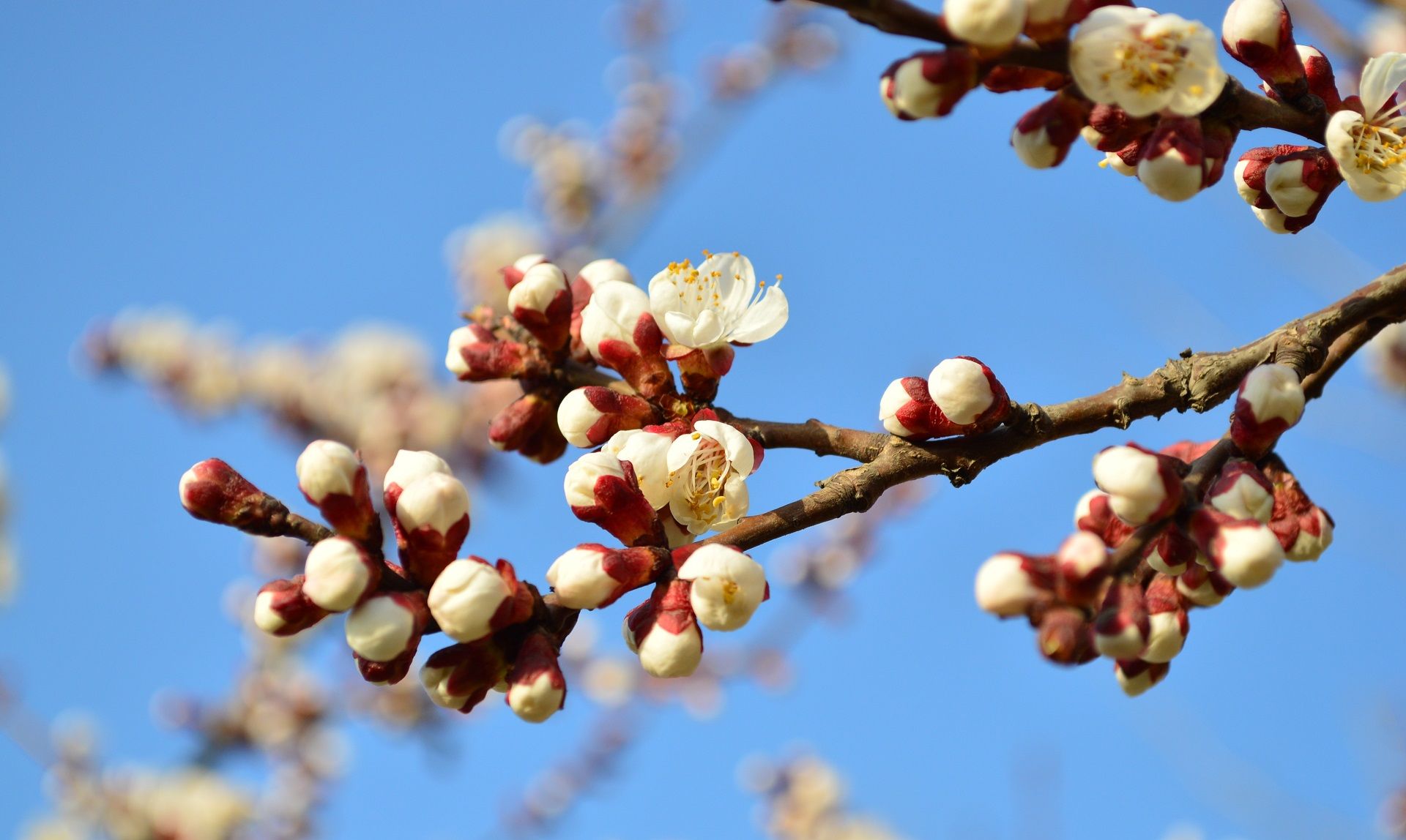 图集:分享一组绝美的桃花壁纸,欢迎收藏!