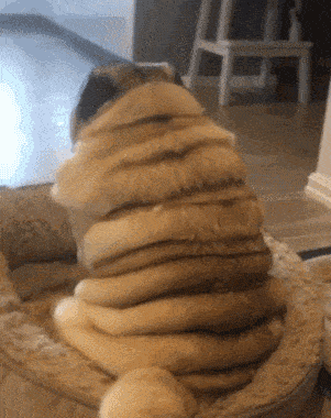 开心笑话:奶奶养的狗子,你看胖的休闲区蓝鸢梦想 - Www.slyday.coM 开心笑话:奶奶养的狗子,你看胖的休闲区蓝鸢梦想 - Www.slyday.coM