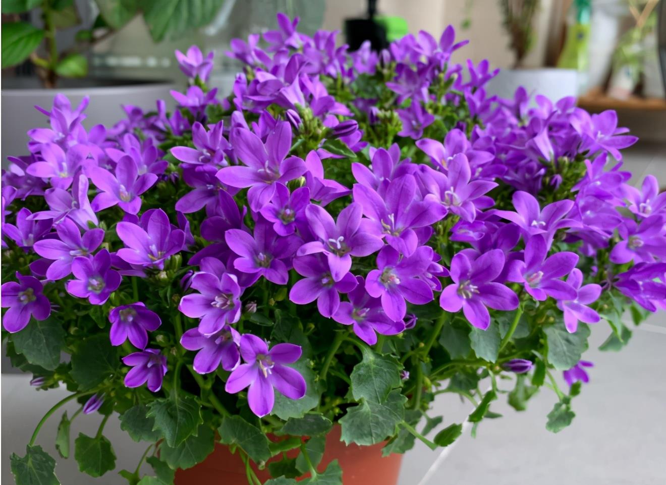 它名为风铃草又叫梦露花开花比叶子多美得不像话