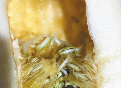 香瓜里面长豆芽,究竟是香瓜出了轨,还是豆芽劈了腿?