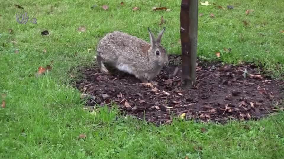 伟大的母爱!兔子日夜挖洞,只为了给小兔子一个家