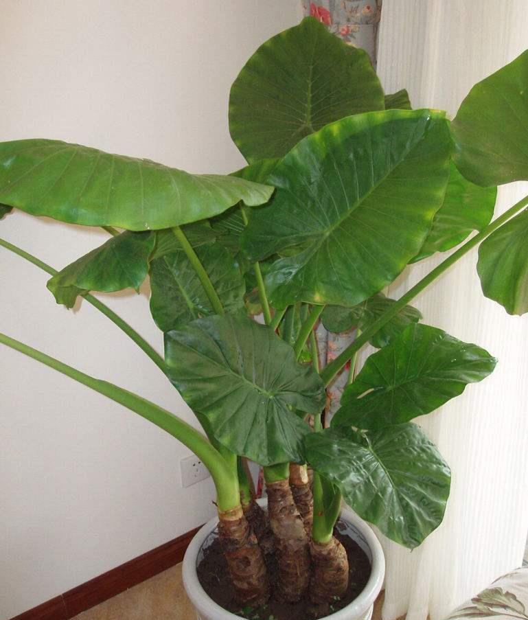 滴水观音怎么养(滴水观音怎么养才能更旺盛)