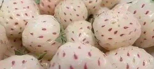 这4种水果都比车厘子贵，图1一盘要31万，吃过的土豪请和我做朋友休闲区蓝鸢梦想 - Www.slyday.coM