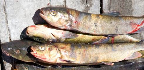 中国最好吃的3种鱼，全听说过说明很牛，吃过1种说明你绝对是土豪休闲区蓝鸢梦想 - Www.slyday.coM