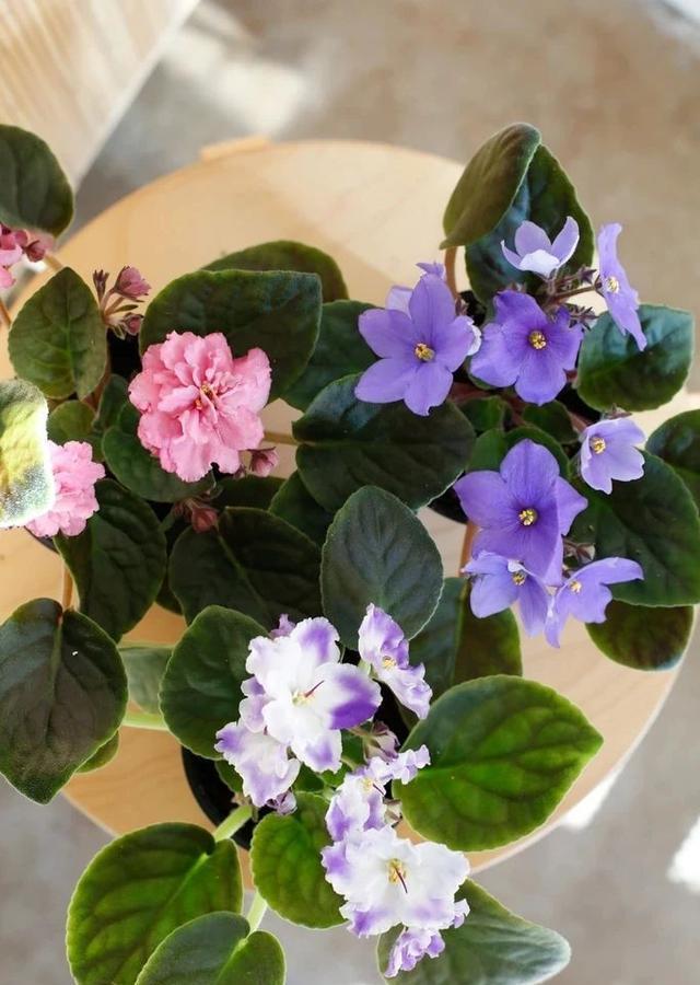 重瓣落雪泥,阳台盆栽把握住4点,叶子大,花朵艳