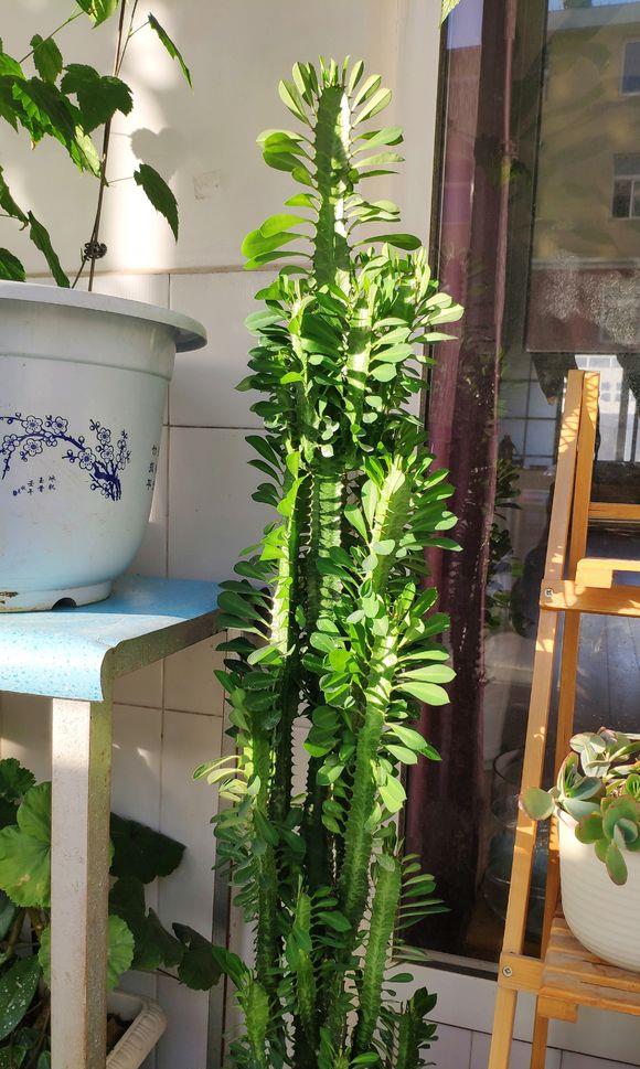 朋友家都养的龙骨听说能镇宅赶紧养一盆尖刺刺要小心