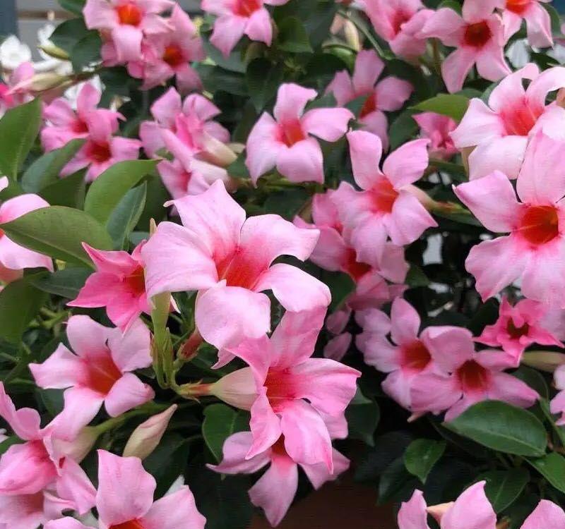 养花就养飘香藤,一个月能爬满墙,整面墙都是花,太震撼了_高清图集