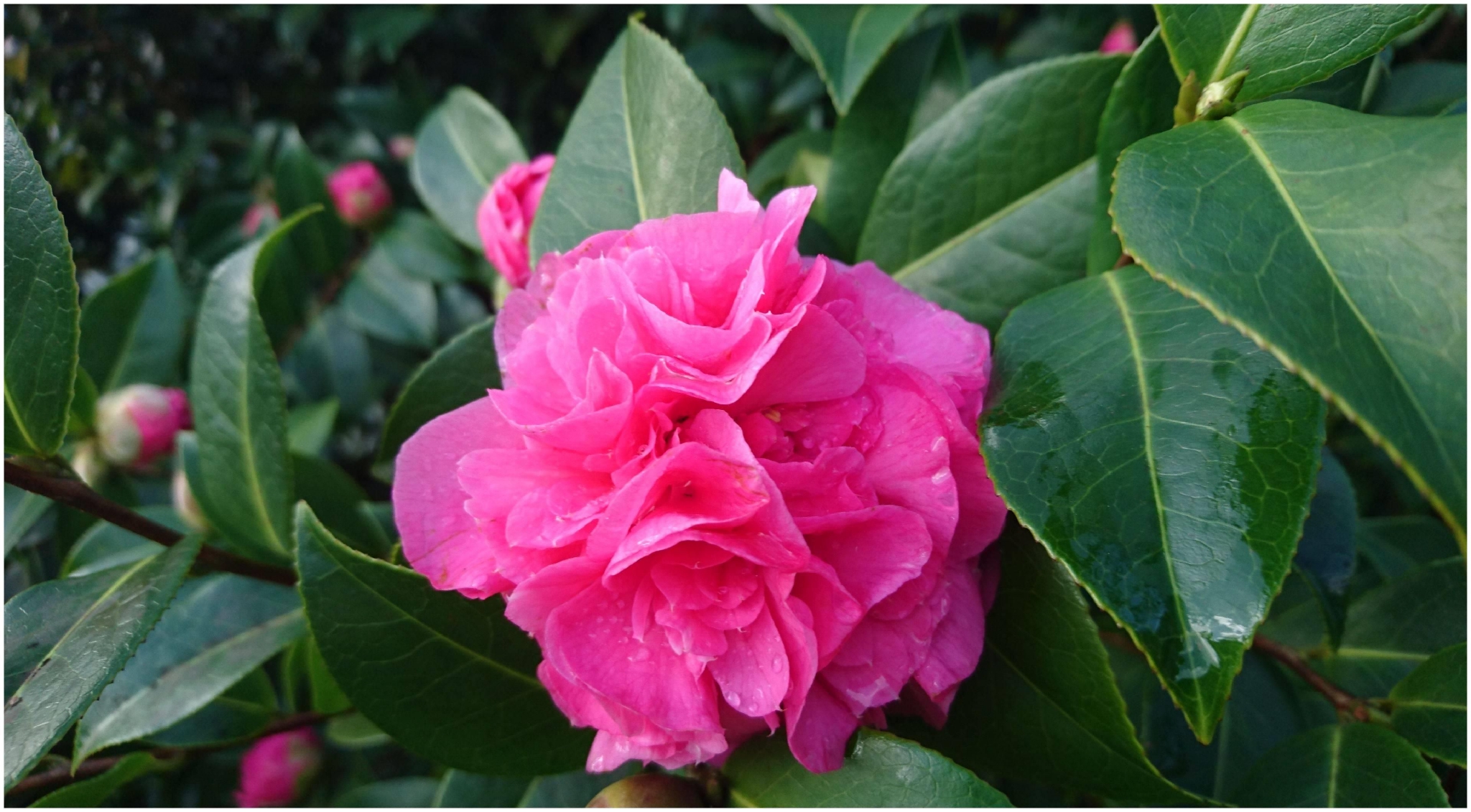 7月27日 8月2日爱情运势 桃花逆袭 巧遇良缘的四大星座 运势 星座 伴侣 新浪新闻