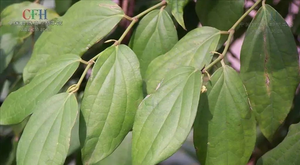 一味民间草药:海风藤_高清图集_新浪网