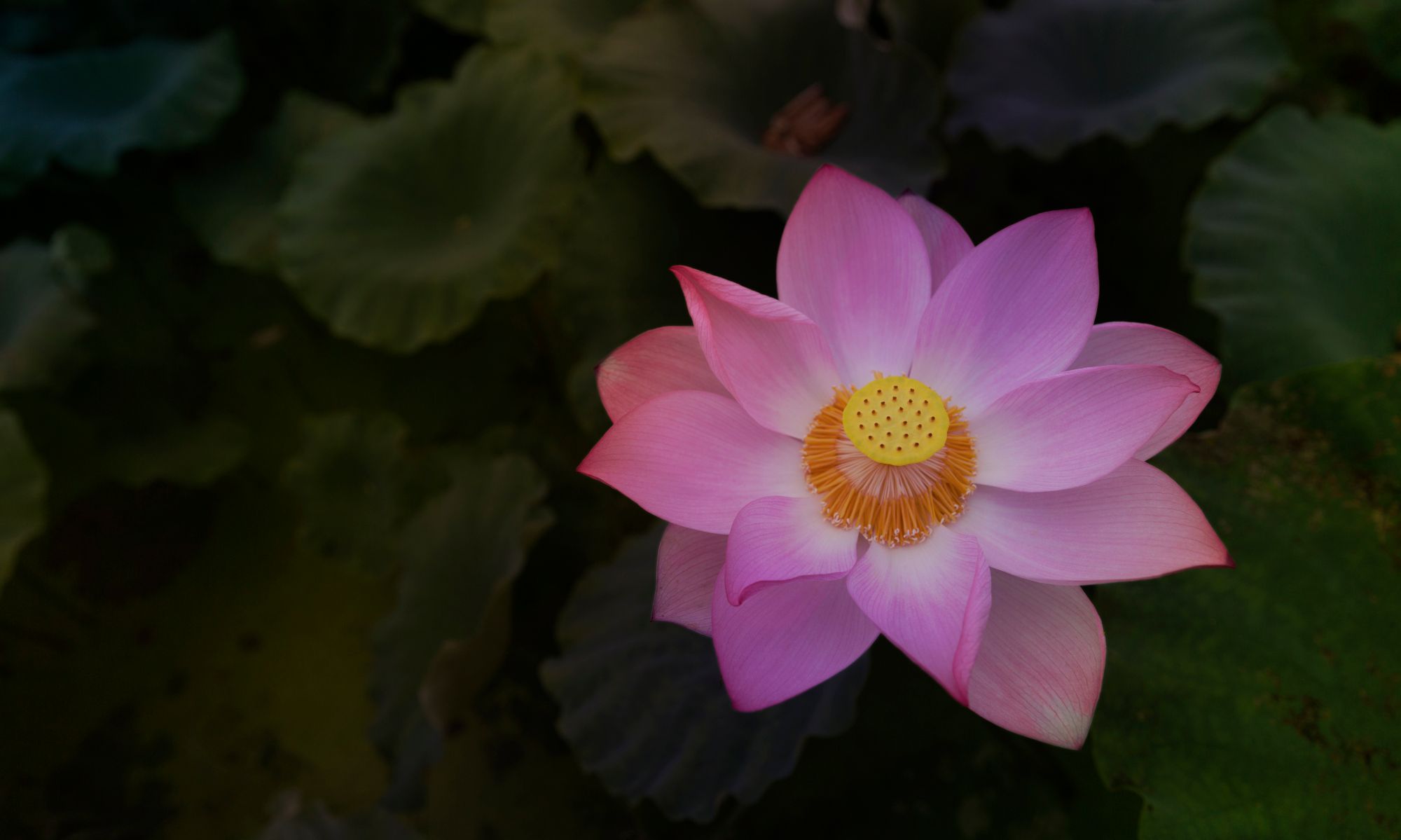 清新脱俗,只因有你