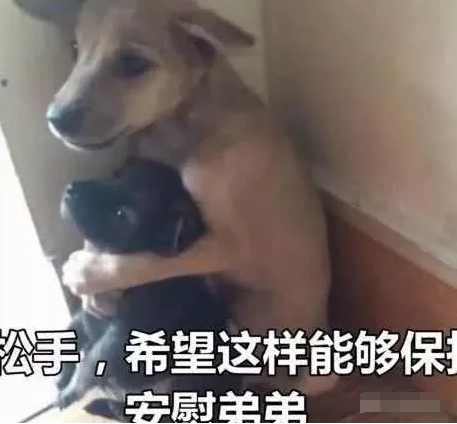 狗狗被主人抛弃变成流浪狗,哥哥一直双手抱着弟弟直到找到新主人休闲区蓝鸢梦想 - Www.slyday.coM 狗狗被主人抛弃变成流浪狗,哥哥一直双手抱着弟弟直到找到新主人休闲区蓝鸢梦想 - Www.slyday.coM