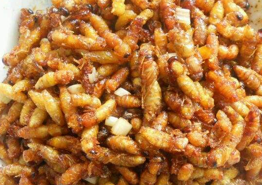 也就是蜂蛹,蜂蛹也就是蜜蜂的幼虫,在中国蜜蜂种类很多,其中马蜂最