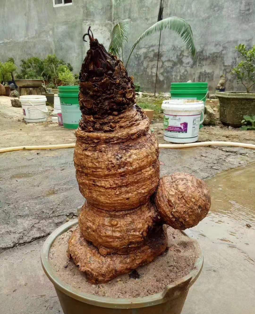 石山苏铁生桩熟桩都挺不错的,喜欢!_高清图集_新浪网