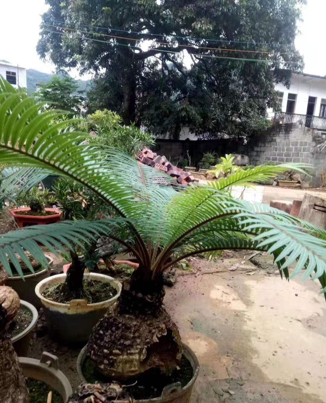 石山苏铁生桩熟桩都挺不错的,喜欢!_高清图集_新浪网