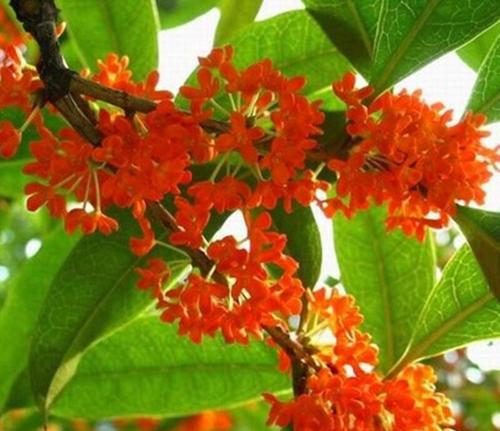 带你欣赏桂花品种大合集