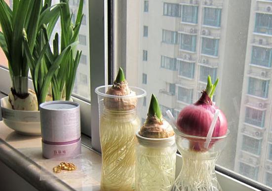 在家里水培洋葱又漂亮又好吃最简单的家庭绿化了