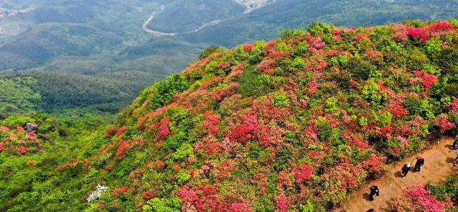 江西丰城升华山上杜鹃红