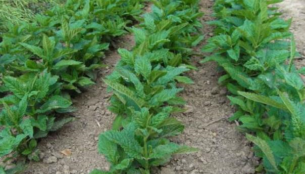 农村一种"野草",根茎像虫子,以往农民见到就拔,谁知却是美味__财经