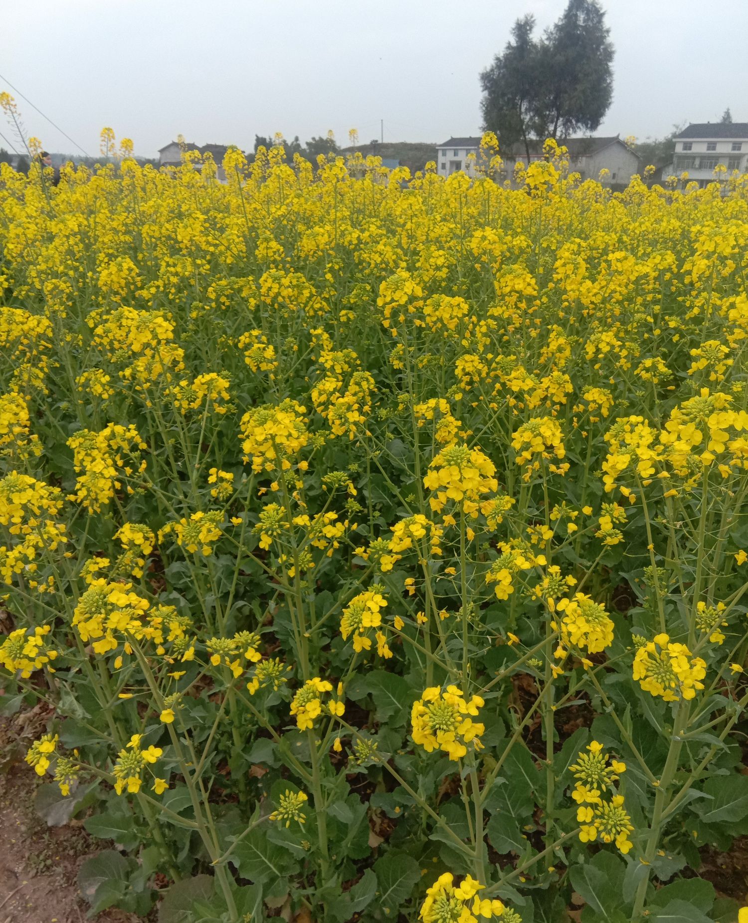金黄的油菜花美丽动人