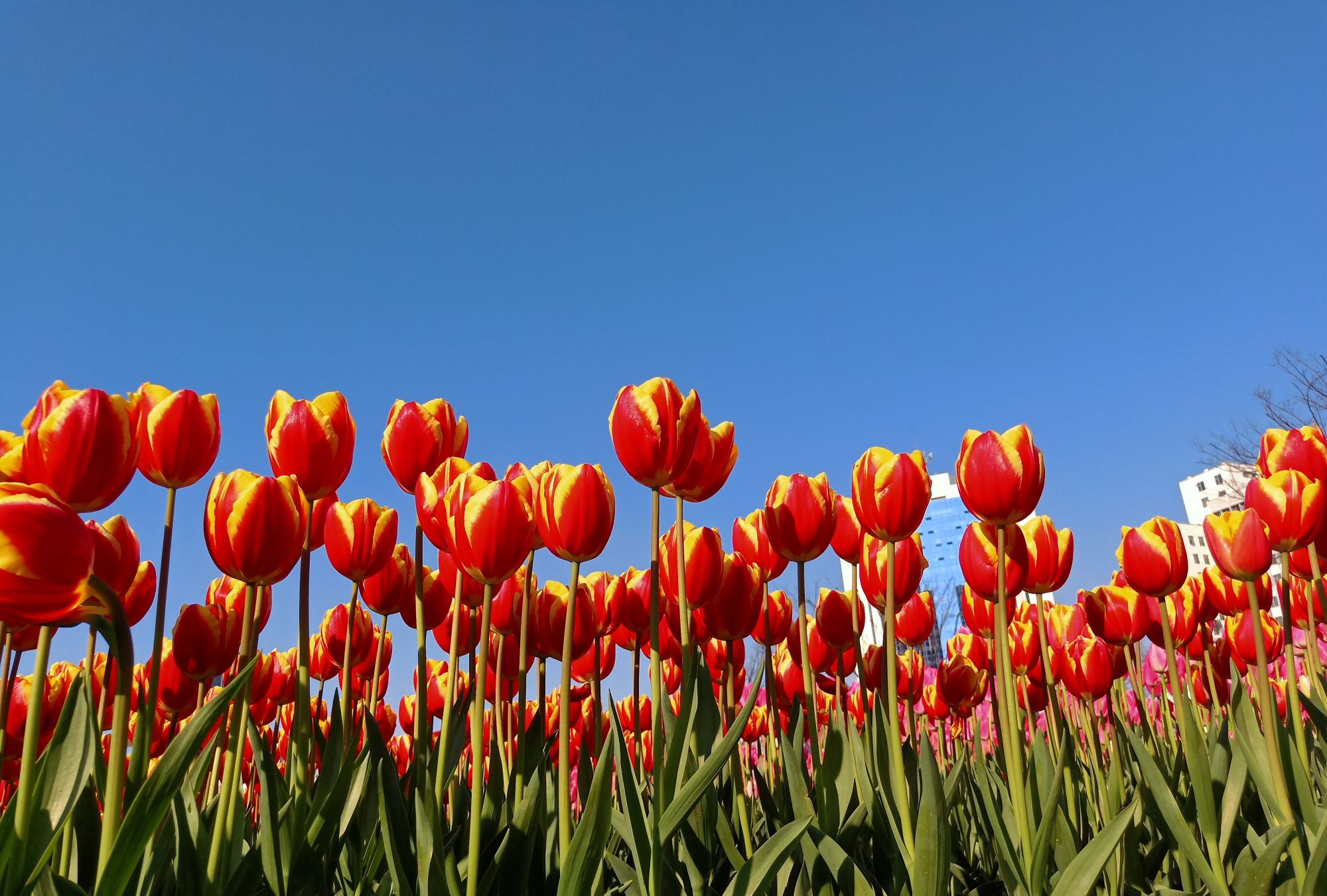 繁花似锦,祈福中国_高清图集_新浪网