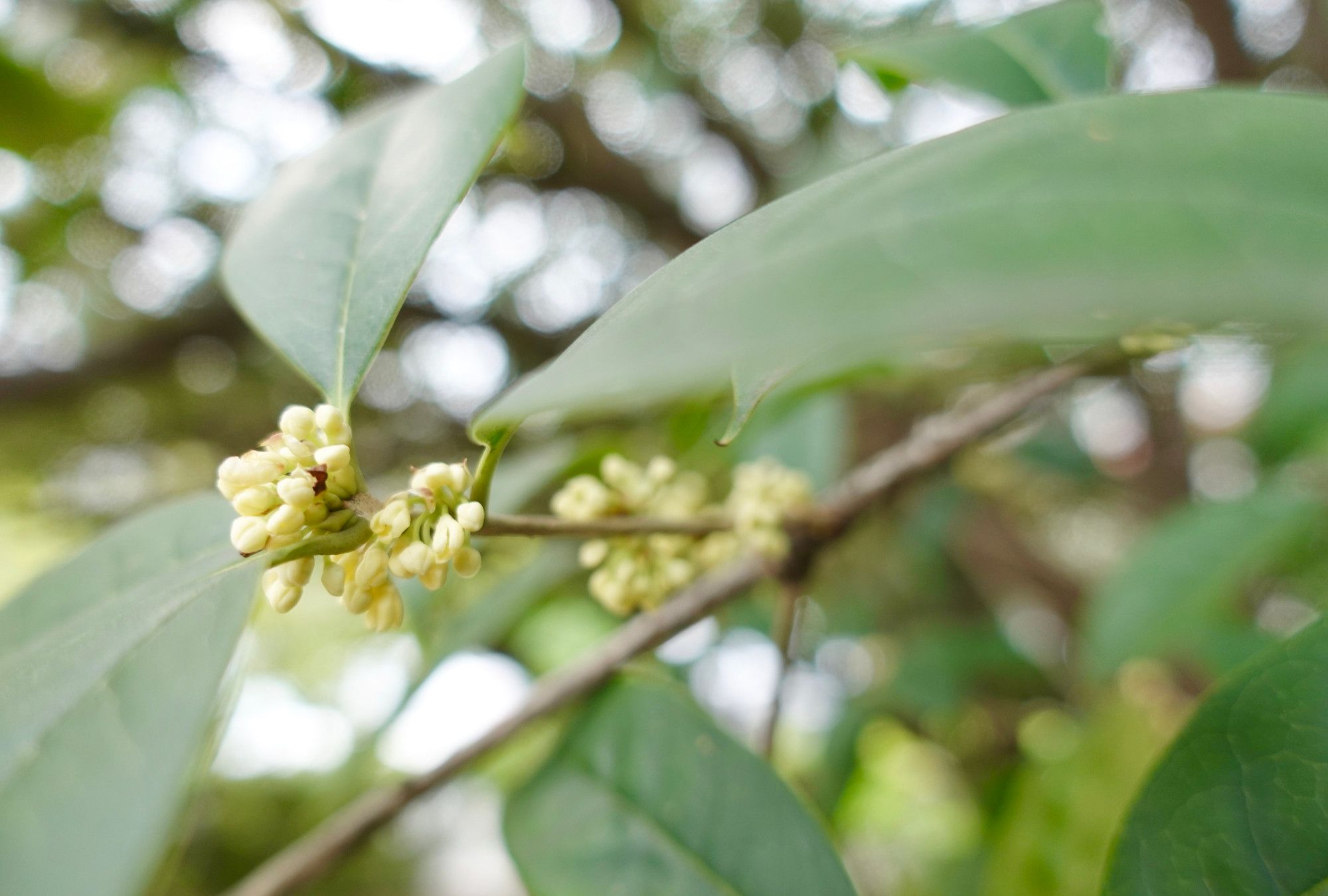 桂花满枝,芳香四溢,就在桂花盛开的季节_高清图集_新浪网
