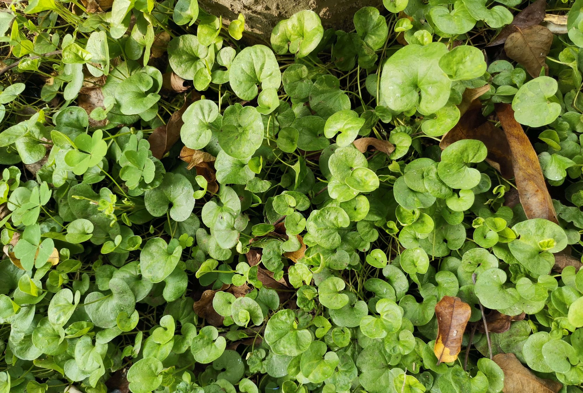 峨眉山野生中药材系列——马蹄金