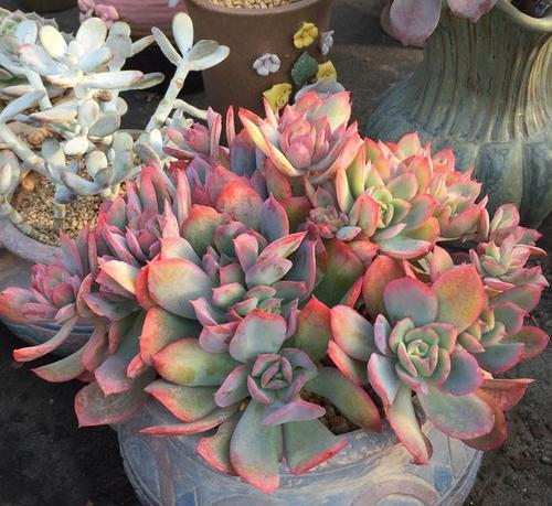 养多肉绮罗冬天冻一冻上色美长满盆谁见了都夸美