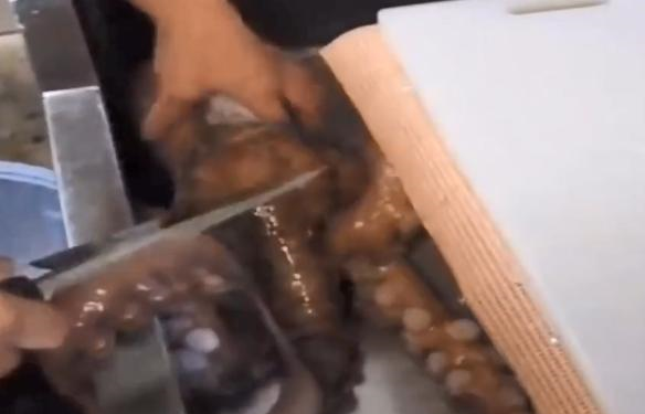 日本厨师现场处理巨型章鱼,刀功娴熟厉害,直接蘸酱料吃休闲区蓝鸢梦想 - Www.slyday.coM 日本厨师现场处理巨型章鱼,刀功娴熟厉害,直接蘸酱料吃休闲区蓝鸢梦想 - Www.slyday.coM