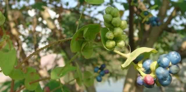 农村这种老虎刺如今珍贵而稀少具有清热解毒的作用