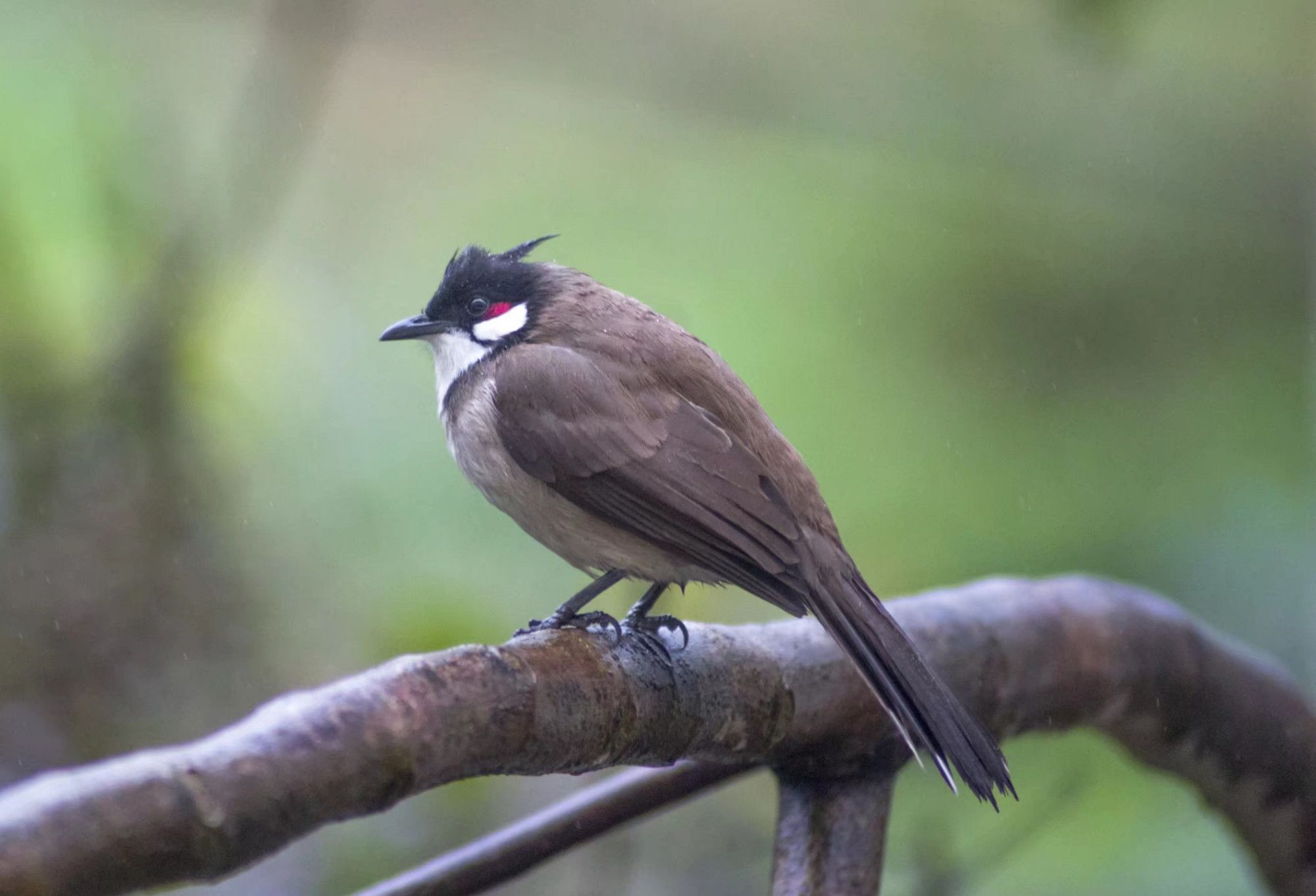 分享鸟类组图,红耳高冠好英姿,鸣声悦耳气不凡