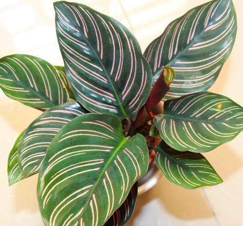 摆在卫生间很合适的植物叶子带着双色条纹斑斓有致颜值高