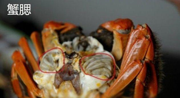 螃蟹虽然好吃,但是这4个部分是不能吃的,你还不知道吧休闲区蓝鸢梦想 - Www.slyday.coM 螃蟹虽然好吃,但是这4个部分是不能吃的,你还不知道吧休闲区蓝鸢梦想 - Www.slyday.coM