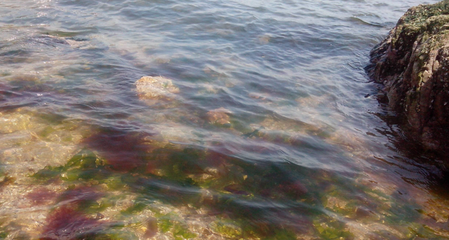 海苔紫菜裙带菜不是一样东西别再傻傻分不清了