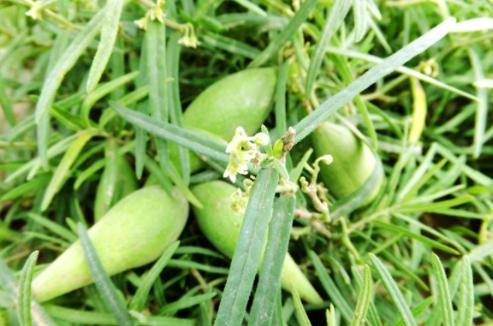 农村什么最多?当仁不让是“野草”,你们知道哪些野草可以吃吗?