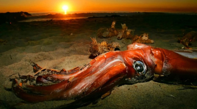 该文章已不存在_手机新浪网