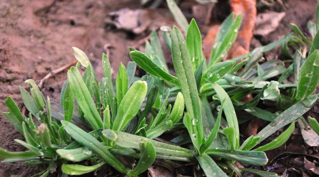 这8种野菜不用花钱买,来认识一下,营养高味道好,常吃全家受益__财经