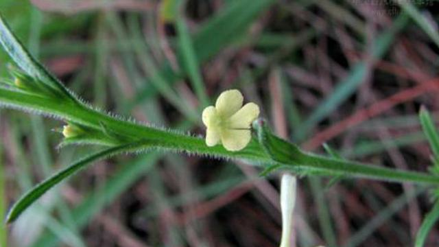 告诉家乡人,山坡遇见此草,切莫除掉,当前820元一斤