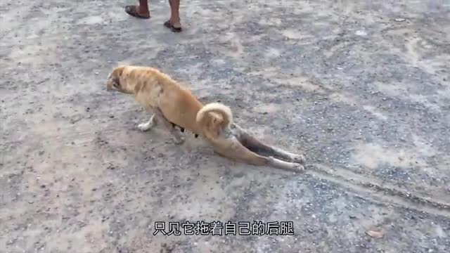 狗狗拖着残疾腿爬行路人看着都心疼