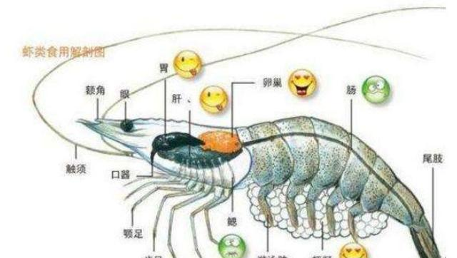 在虾头里面,比较靠近他眼睛的部位,就是虾的胃,里面装的就是他的屎,往