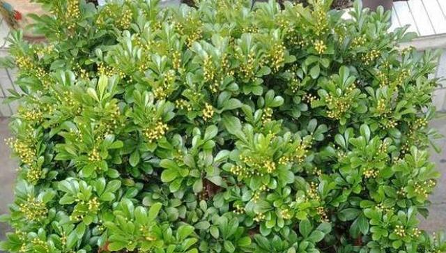 米兰花越冬时要懂得几个要领以免落叶烂根