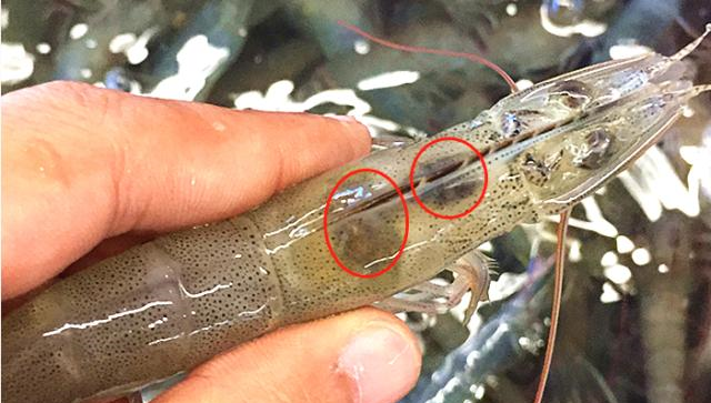 虾线里到底是什么一定要去掉吗吃了会怎样看完你就明白了