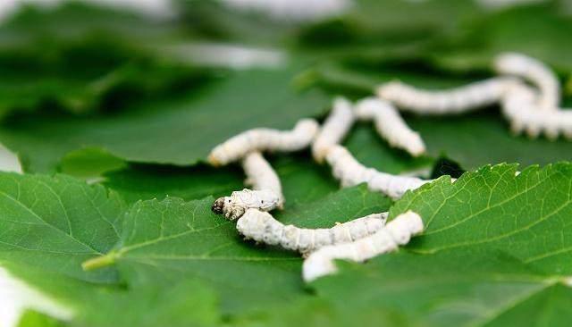 古诗词填空:"春蚕到死丝方尽"的下一句是什么?