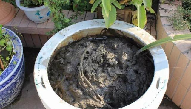 水缸养荷花,捞出10斤大白藕,咬一口咔嚓脆!__财经头条