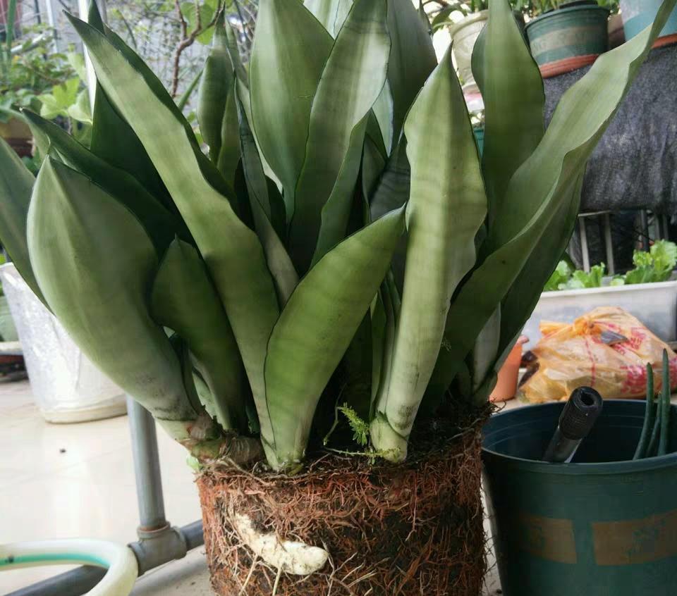 广东姑娘爱养花粗养一盆白玉虎皮兰3棵生了20棵真猛